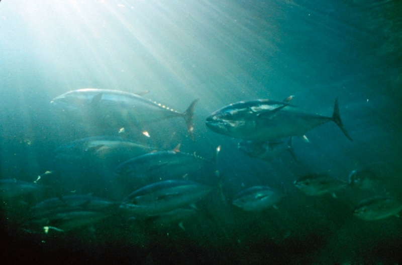 (Despite having few natural enemies, bluefin tuna are threatened by overfishing. Photo: NOAA)
