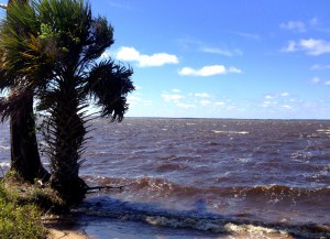 NRDA early restoration - palm trees picture