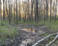 A shallow and humble vernal pool holds a secret under its surface - thousands of