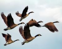 Migrating Canada Geese (Pixabay)