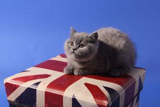 Cat on a Union Jack, Colicaranica
