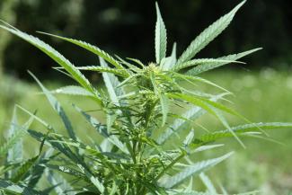 A cannabis sativa plant (Photo: Wikimedia Commons). 