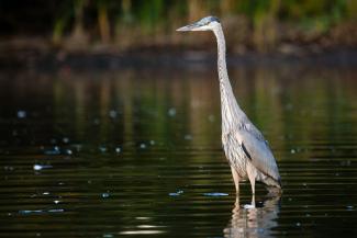 Blue heron are among the species benefiting from bipartisan conservation efforts