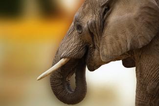 African elephant in Botswana (Sponchia / Pixabay).