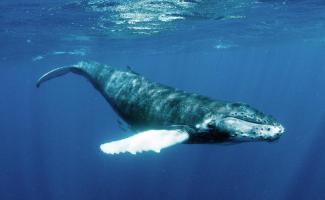 Underwater noise can cause injury or death to whales (Christopher Michel).